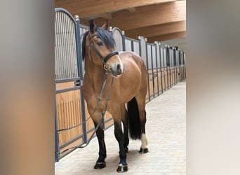 Sang de charrette polonais, Hongre, 3 Ans, 158 cm