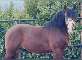 Sang de charrette polonais, Hongre, 3 Ans, 161 cm, Bai