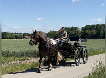Sang de charrette polonais, Hongre, 3 Ans, 164 cm, Alezan brûlé