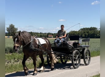 Sang de charrette polonais, Hongre, 3 Ans, 164 cm, Alezan brûlé