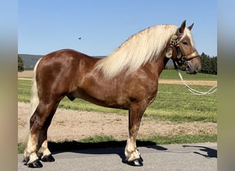 Sang de charrette polonais, Hongre, 3 Ans, 166 cm, Alezan brûlé