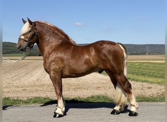 Sang de charrette polonais, Hongre, 3 Ans, 166 cm, Alezan brûlé