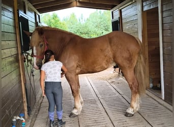 Sang de charrette polonais Croisé, Hongre, 3 Ans, 166 cm, Alezan