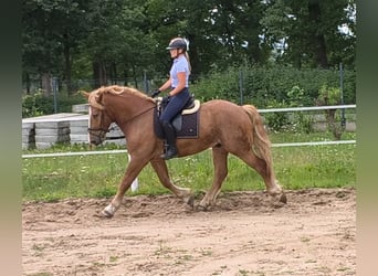 Sang de charrette polonais Croisé, Hongre, 3 Ans, 166 cm, Alezan