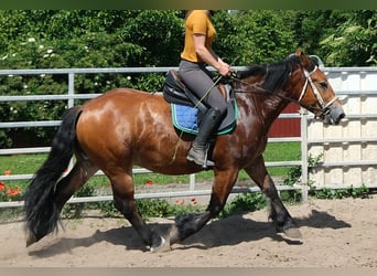 Sang de charrette polonais, Hongre, 4 Ans, 155 cm, Bai clair