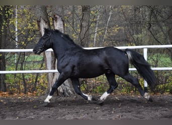 Sang de charrette polonais Croisé, Hongre, 4 Ans, 157 cm, Pinto