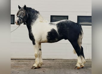 Sang de charrette polonais, Hongre, 4 Ans, 160 cm, Pinto