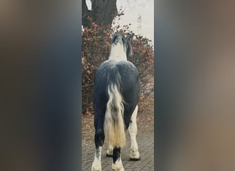 Sang de charrette polonais, Hongre, 4 Ans, 160 cm, Pinto