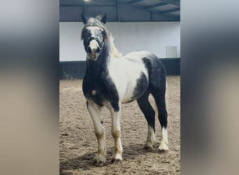 Sang de charrette polonais, Hongre, 4 Ans, 160 cm, Pinto