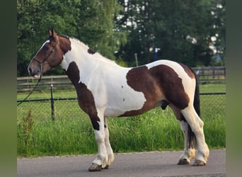 Sang de charrette polonais, Hongre, 4 Ans, 164 cm, Pinto