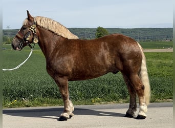 Sang de charrette polonais, Hongre, 4 Ans, 165 cm, Alezan brûlé