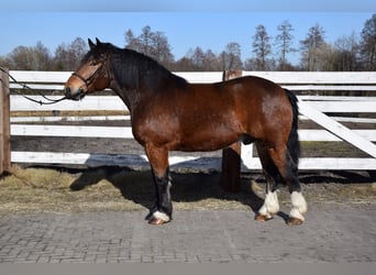 Sang de charrette polonais, Hongre, 7 Ans, 166 cm, Bai