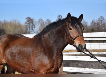 Sang de charrette polonais, Hongre, 7 Ans, 166 cm, Bai