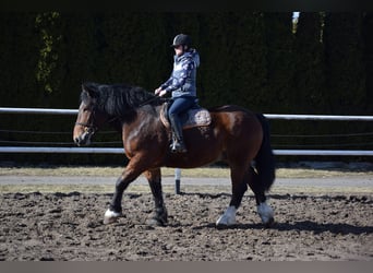 Sang de charrette polonais, Hongre, 7 Ans, 166 cm, Bai