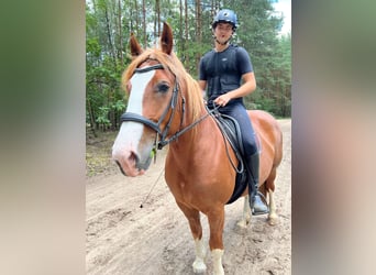 Sang de charrette polonais, Jument, 10 Ans, 165 cm, Alezan