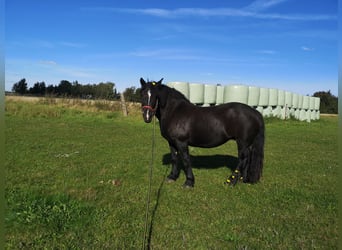 Sang de charrette polonais, Jument, 11 Ans, 152 cm, Noir
