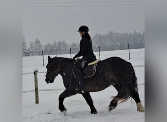 Sang de charrette polonais, Jument, 11 Ans, 156 cm, Alezan brûlé