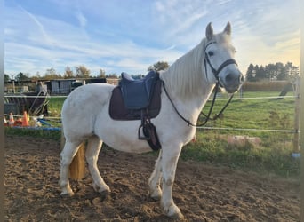 Sang de charrette polonais, Jument, 13 Ans, 156 cm, Gris