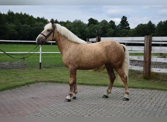 Sang de charrette polonais Croisé, Jument, 2 Ans, 161 cm, Palomino