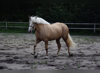 Sang de charrette polonais Croisé, Jument, 2 Ans, 161 cm, Palomino
