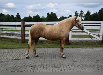 Sang de charrette polonais Croisé, Jument, 2 Ans, 161 cm, Palomino