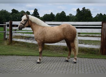 Sang de charrette polonais Croisé, Jument, 2 Ans, 161 cm, Palomino