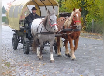 Sang de charrette polonais, Jument, 3 Ans, 156 cm, Bai