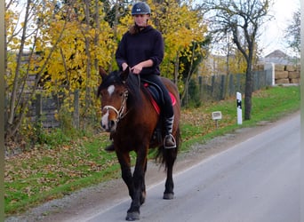 Sang de charrette polonais, Jument, 3 Ans, 156 cm, Bai