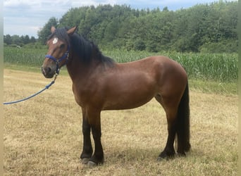 Sang de charrette polonais Croisé, Jument, 3 Ans, 158 cm, Bai