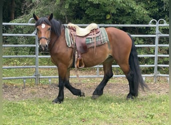 Sang de charrette polonais Croisé, Jument, 3 Ans, 158 cm, Bai