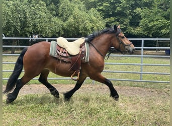 Sang de charrette polonais Croisé, Jument, 3 Ans, 158 cm, Bai