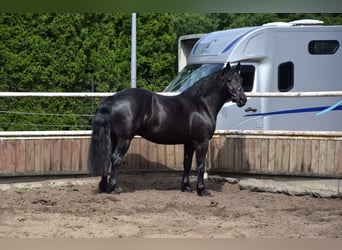 Sang de charrette polonais, Jument, 3 Ans, 162 cm, Noir
