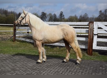 Sang de charrette polonais Croisé, Jument, 3 Ans, 162 cm, Palomino