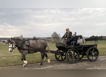 Sang de charrette polonais, Jument, 4 Ans, 156 cm, Gris pommelé