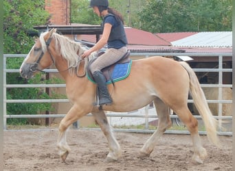 Sang de charrette polonais, Jument, 4 Ans, 158 cm, Palomino