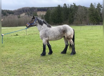 Sang de charrette polonais, Jument, 4 Ans, 160 cm, Aubère