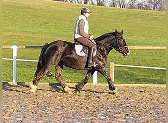 Sang de charrette polonais, Jument, 4 Ans, 160 cm, Noir