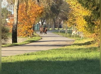 Sang de charrette polonais, Jument, 5 Ans, 155 cm, Bai