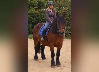 Sang de charrette polonais, Jument, 5 Ans, 162 cm, Bai