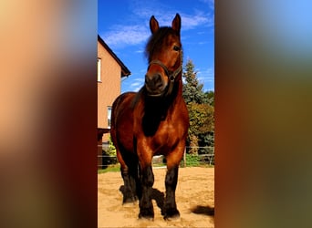 Sang de charrette polonais, Jument, 5 Ans, 162 cm, Bai