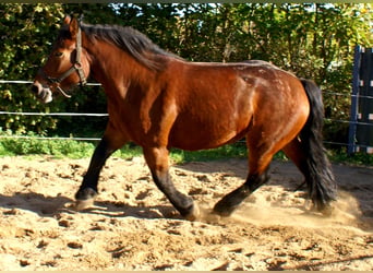 Sang de charrette polonais, Jument, 5 Ans, 162 cm, Bai