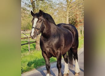 Sang de charrette polonais, Jument, 5 Ans, 163 cm, Noir