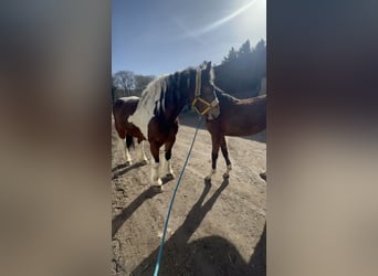 Sang de charrette polonais Croisé, Jument, 6 Ans, 153 cm, Pinto