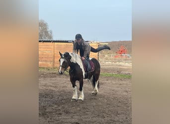 Sang de charrette polonais Croisé, Jument, 6 Ans, 153 cm, Pinto