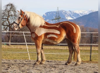 Sang de charrette polonais, Jument, 6 Ans, 165 cm, Alezan