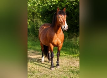 Sang de charrette polonais, Jument, 6 Ans, 165 cm, Bai