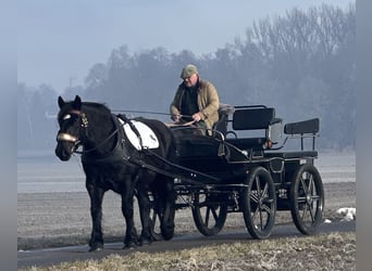Sang de charrette polonais, Jument, 7 Ans, 160 cm, Noir