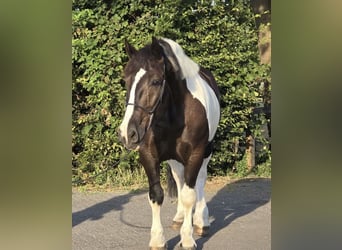 Sang de charrette polonais, Jument, 7 Ans, 161 cm, Pinto