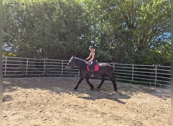 Sang de charrette polonais, Jument, 8 Ans, 160 cm, Bai brun