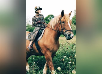 Sang de charrette polonais Croisé, Jument, 8 Ans, 163 cm, Alezan
